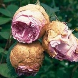 Zašto se pupoljci ruža suše bez cvjetanja